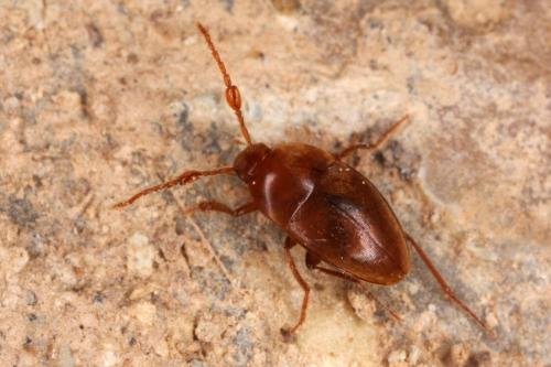Réf. 328 933 : Paraspeonomus vandeli